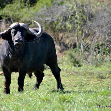 Kududu Guest House Addo Esterno foto