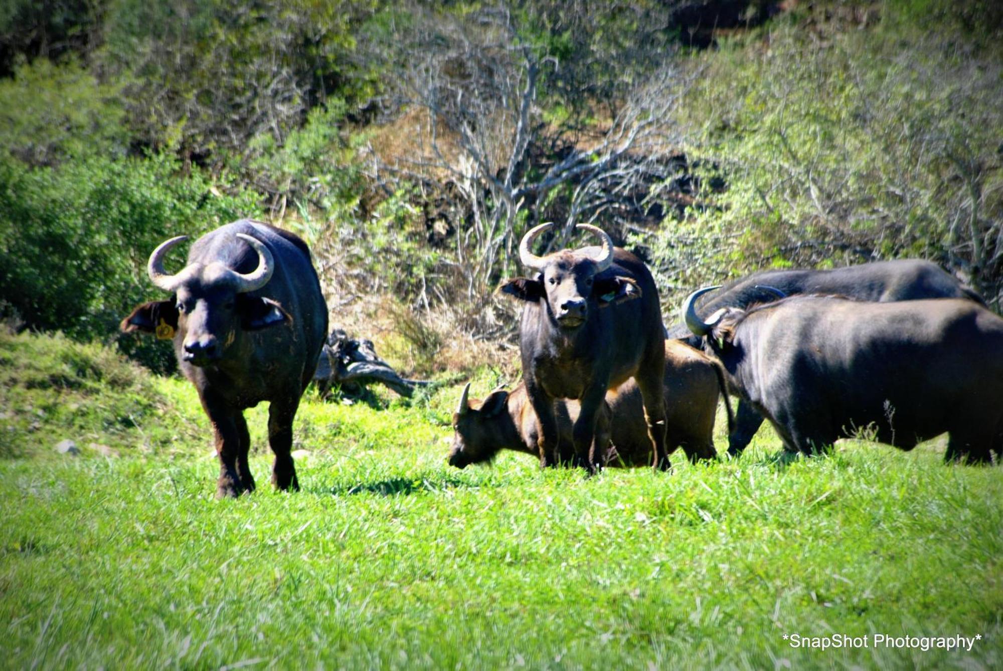 Kududu Guest House Addo Esterno foto