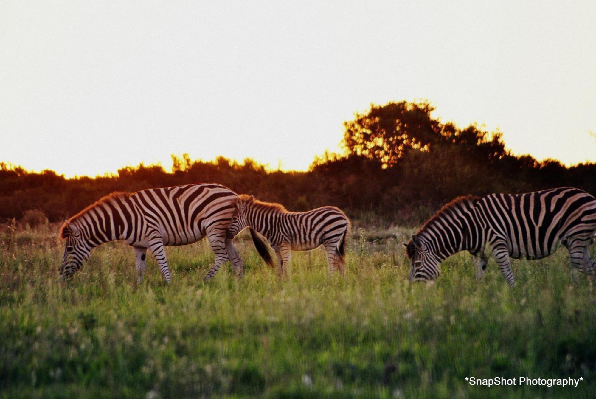 Kududu Guest House Addo Esterno foto