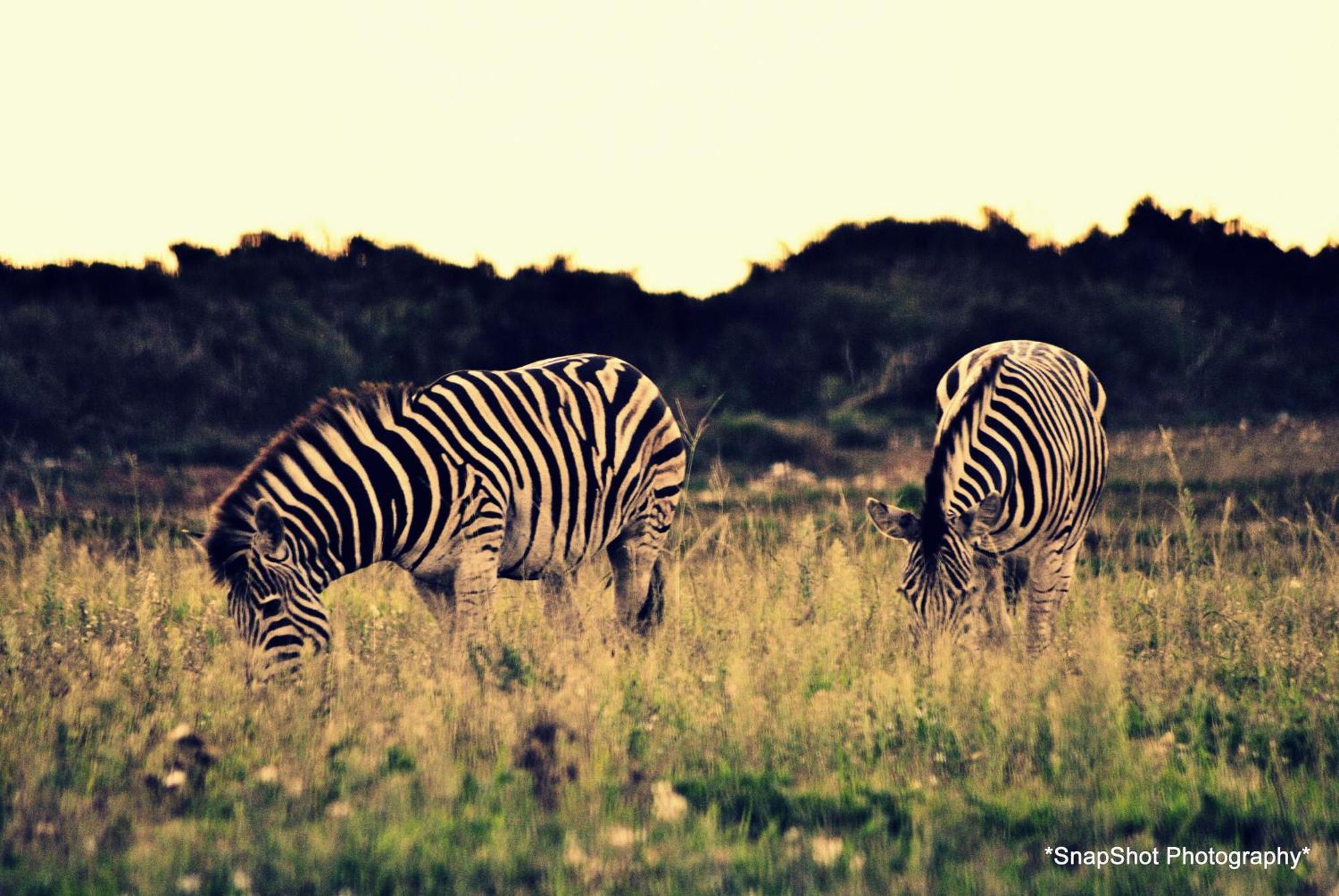 Kududu Guest House Addo Esterno foto